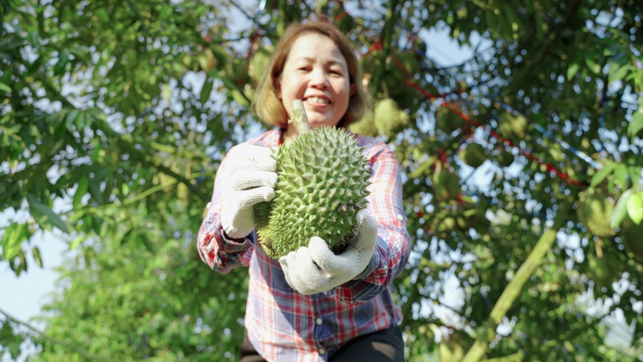 詳情圖-榴蓮農(nóng)民展示自家菜園出產(chǎn)的榴蓮，亞洲女園丁們很自豪能隨心所欲地種植榴蓮。
