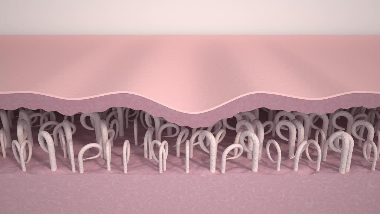 皱纹平滑。医学3d动画展示了皮肤年轻化、胶原蛋白和弹性蛋白纤维重建、皱纹消除和皮肤紧致的过程。抗衰老治疗的效果。