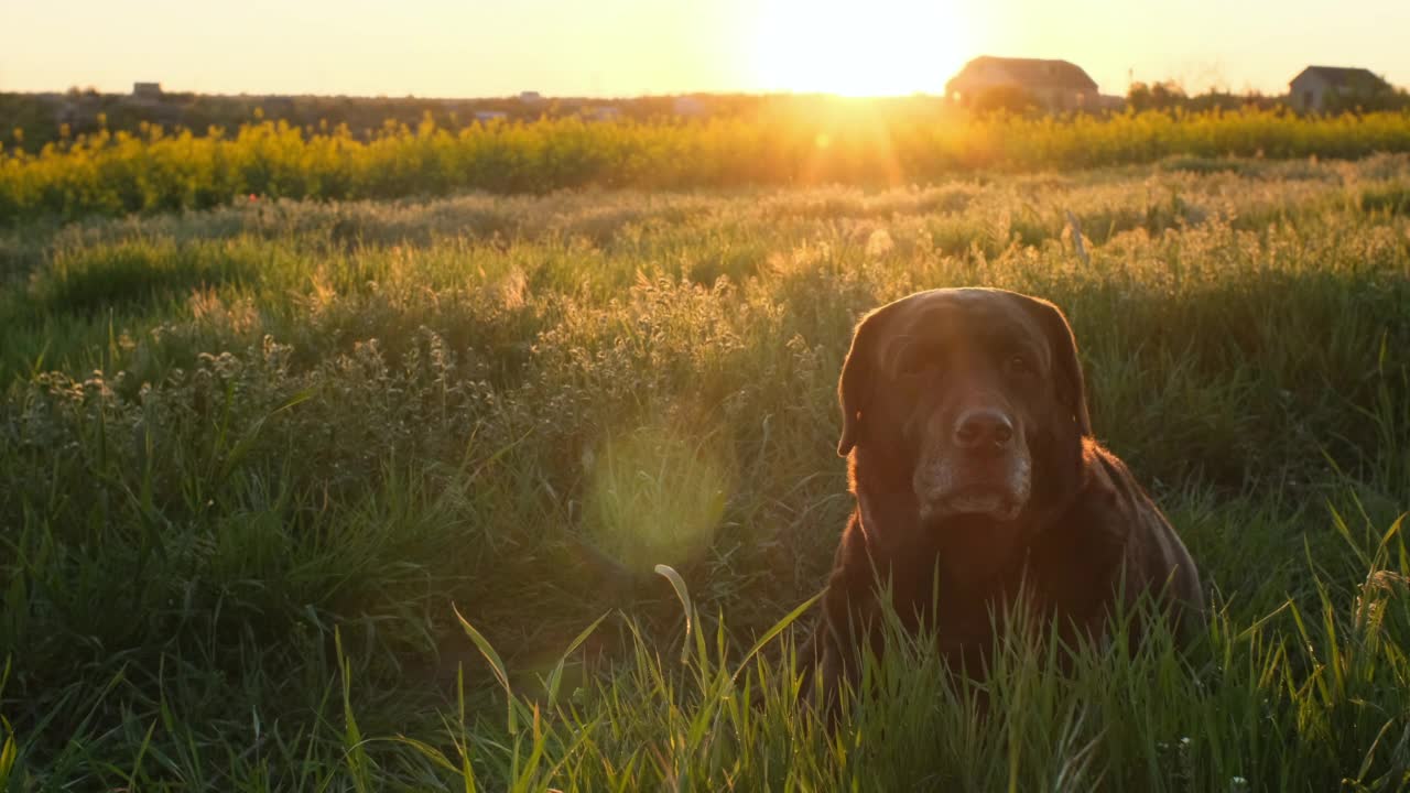 巧克力色的拉布拉多犬躺在夕阳下的草地上