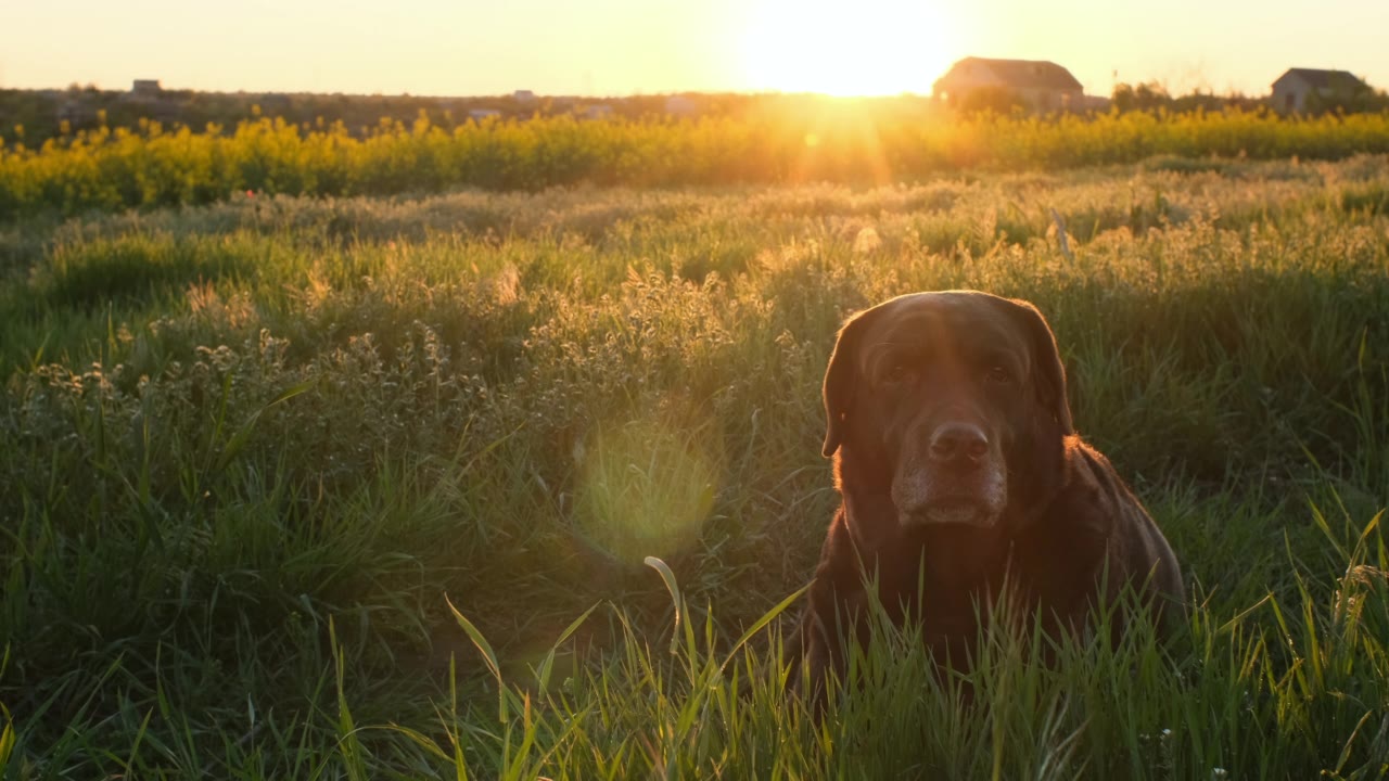 詳情圖-巧克力色的拉布拉多犬躺在夕陽下的草地上
