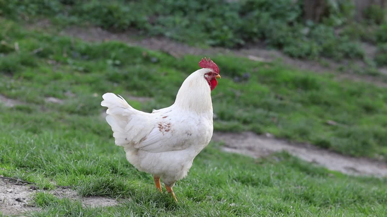 白公鸡在村里的草地上