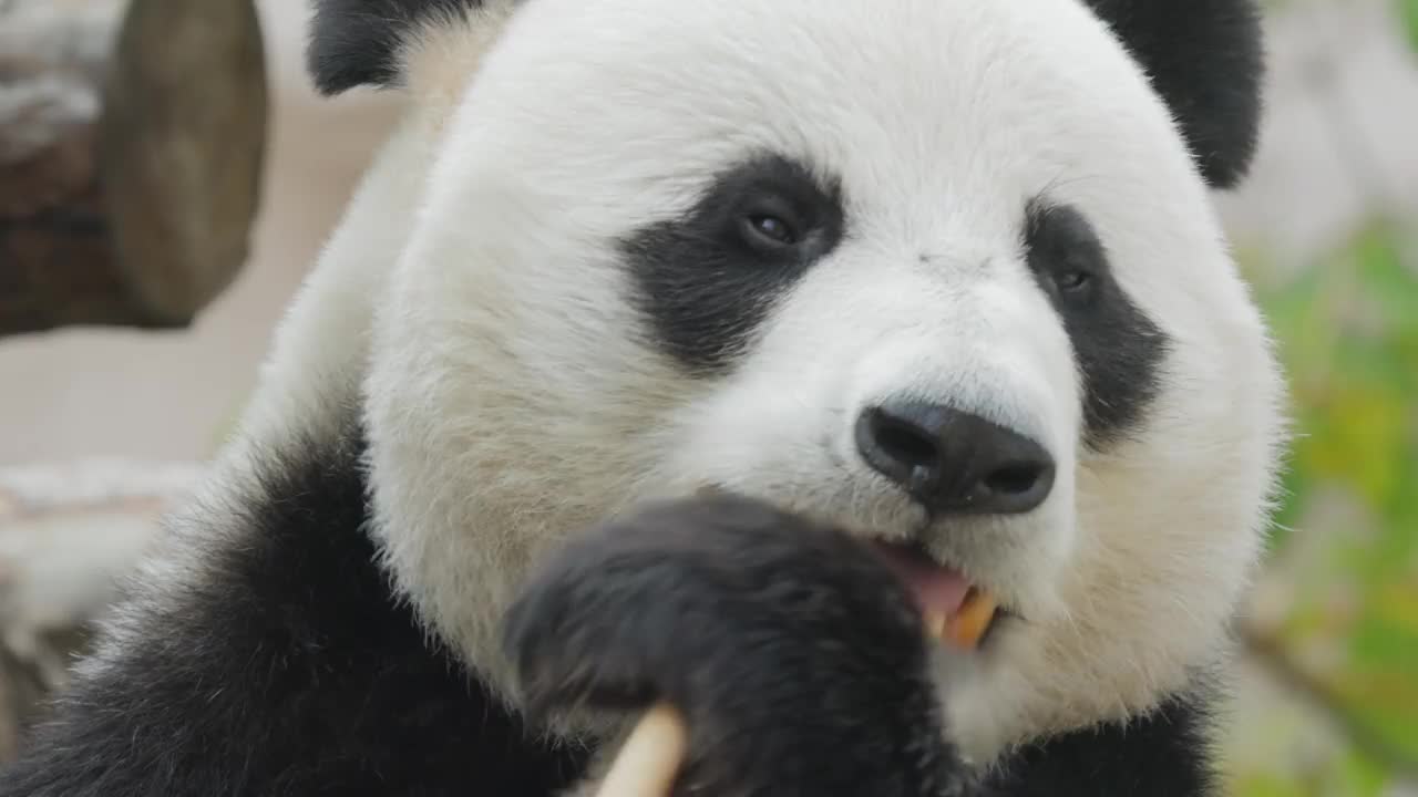 大熊猫(Ailuropoda melanoleuca)也被称为熊猫或简称熊猫，是中国中南部的一种熊。