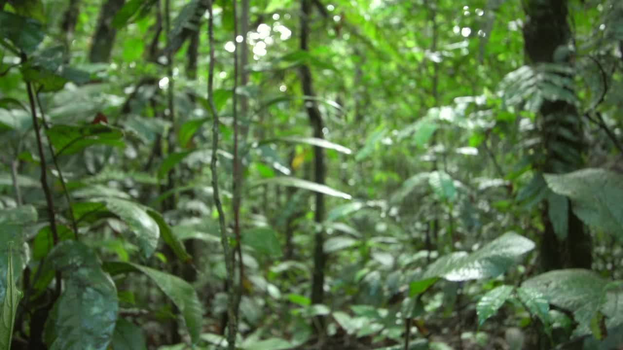 生长在原始热带雨林中的巨型支架真菌