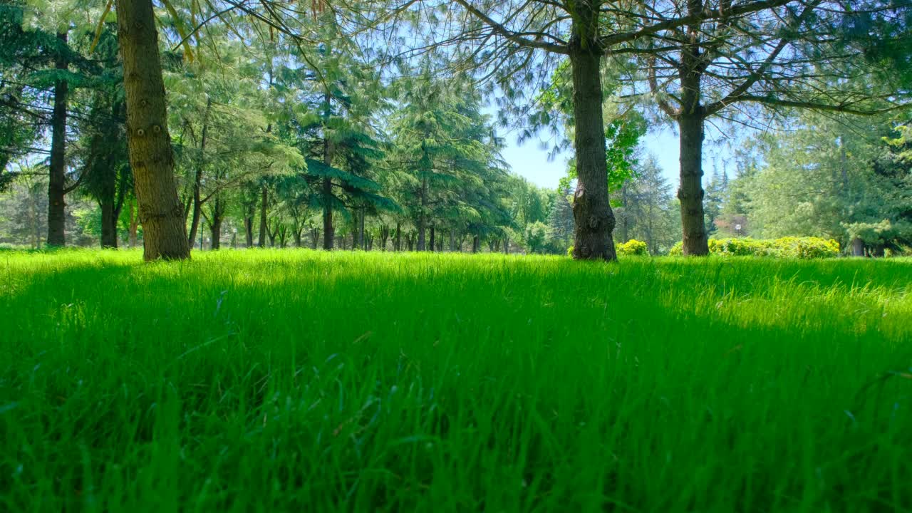 4 k的视频。春天的绿色公园。