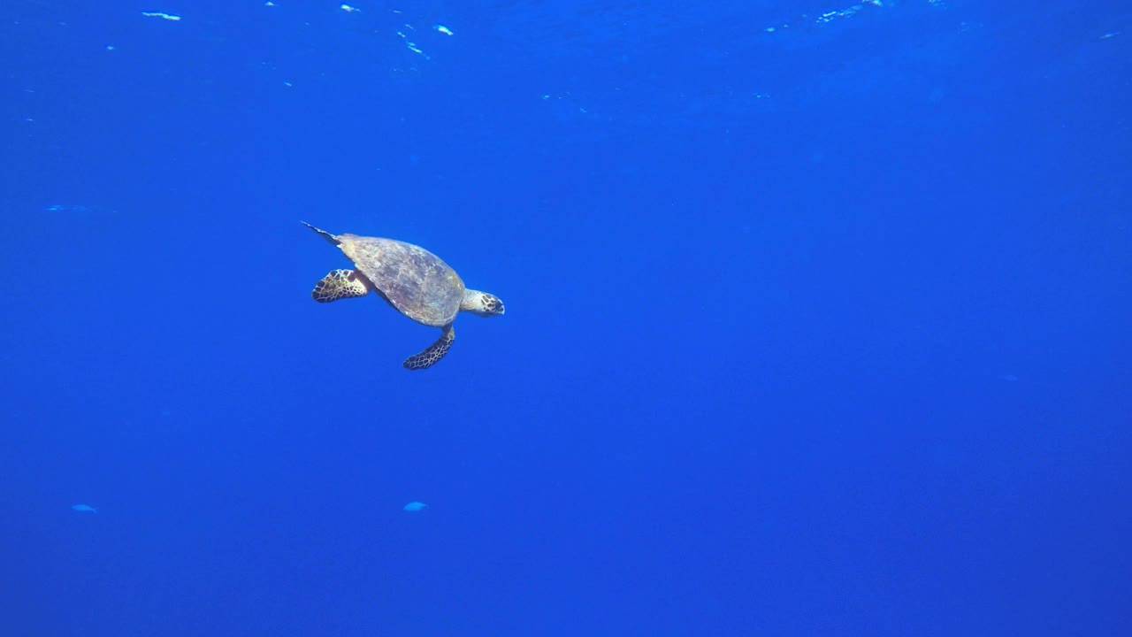 海龟海底蓝色的海