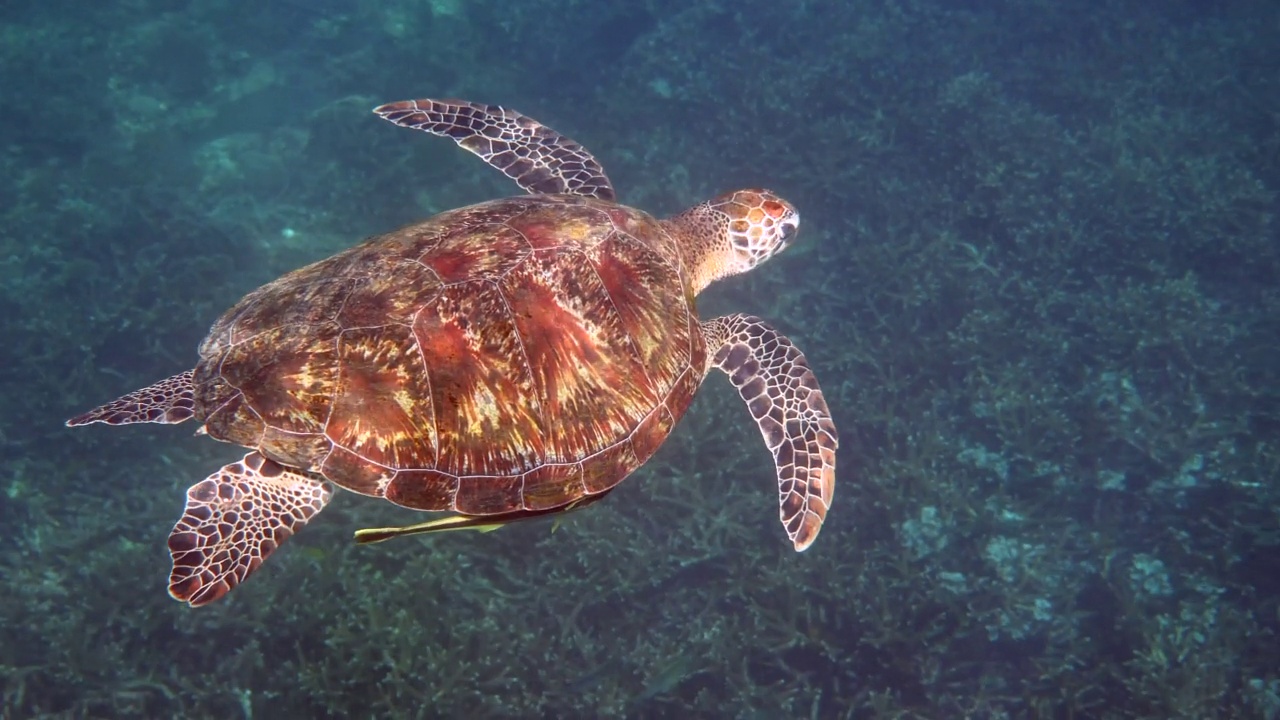 水下视频美丽的绿色海龟慢慢地游泳在水肺潜水或浮潜热带珊瑚礁。自然界的野生海洋动物和海洋生物。生态系统和生物多样性。