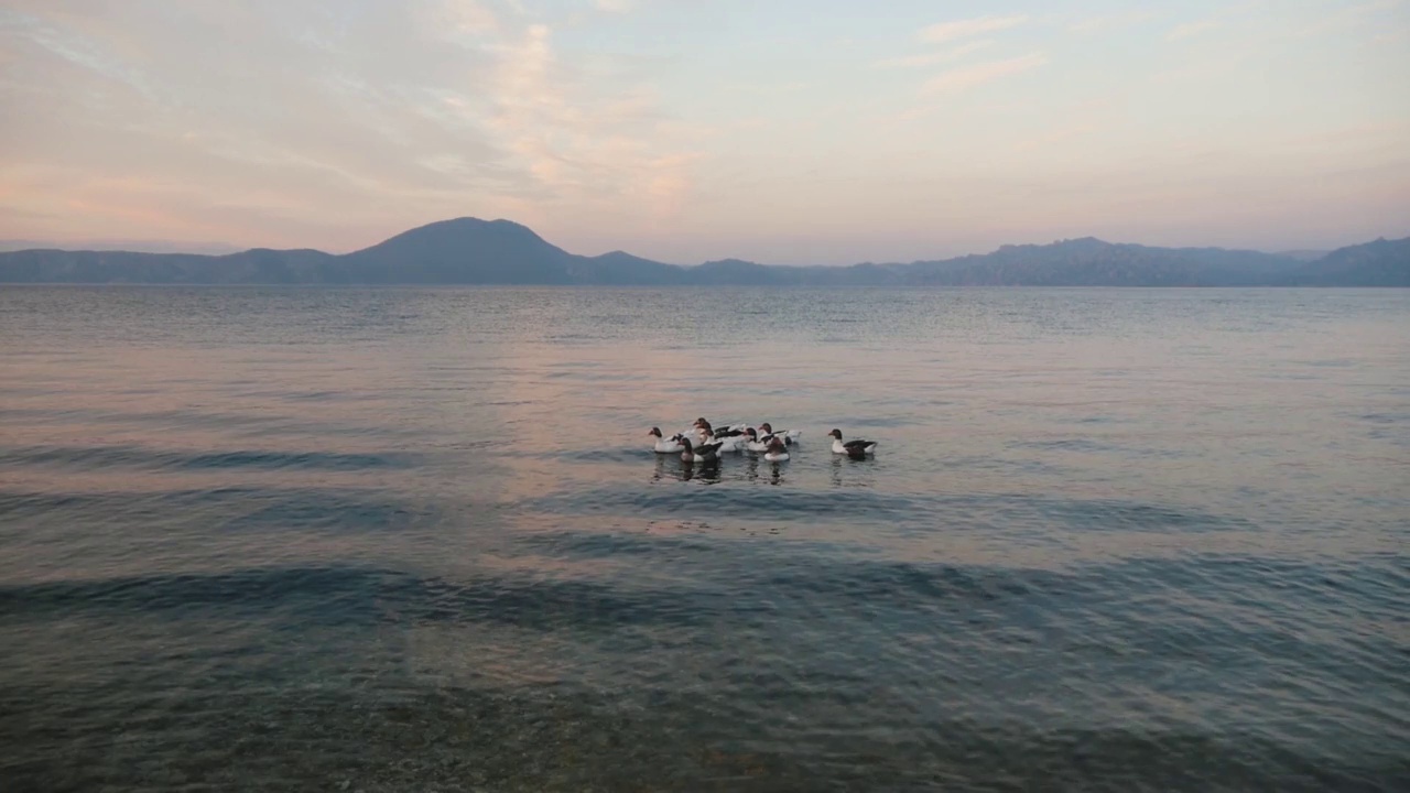 傍晚，一群大雁漂浮在平静的湖面上