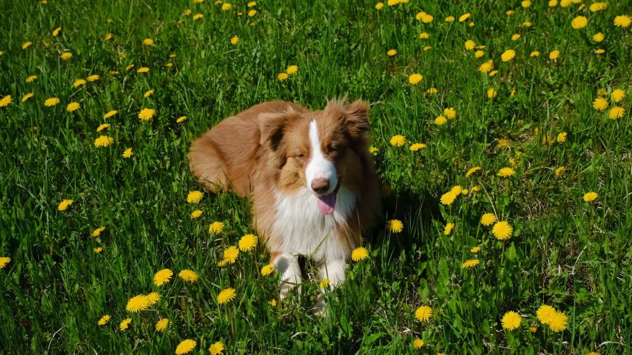 迷人的巧克力澳大利亚牧羊犬躺在田野里，黄色的蒲公英和绿色的草地，微笑着。听话的小狗。世界动物日或国际动物权益日的概念。