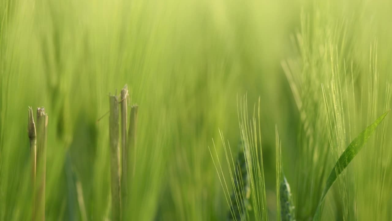 未成熟的青稞穗