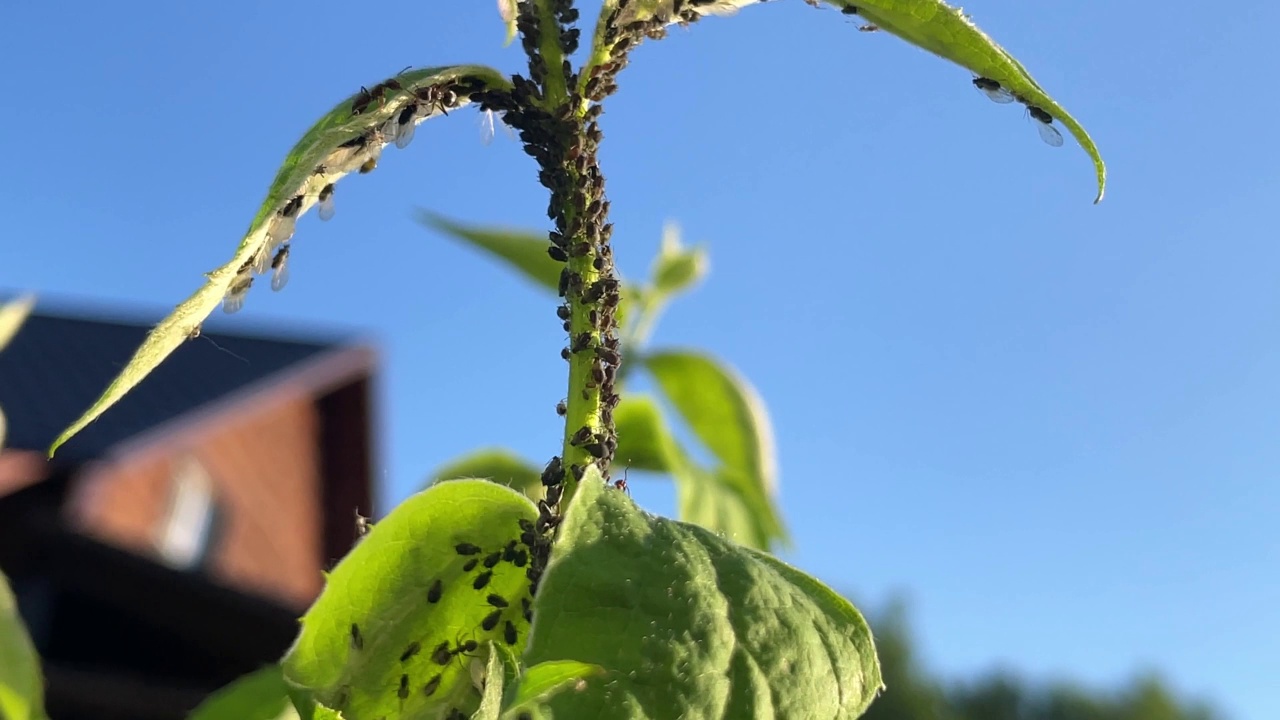 一群黑蚜虫在苹果嫩枝上，由蚂蚁携带