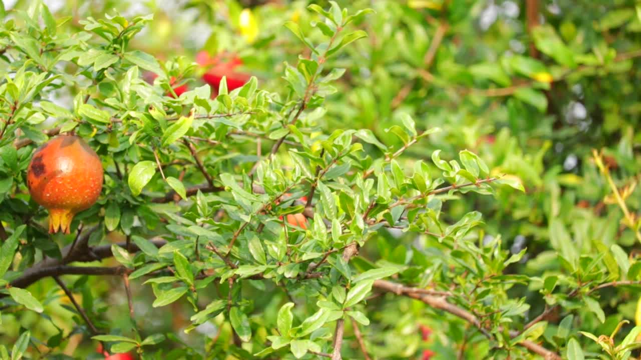 石榴果园，石榴水果近景，农业石榴，丰富多彩的石榴水果，天然食品与红熟石榴种植园