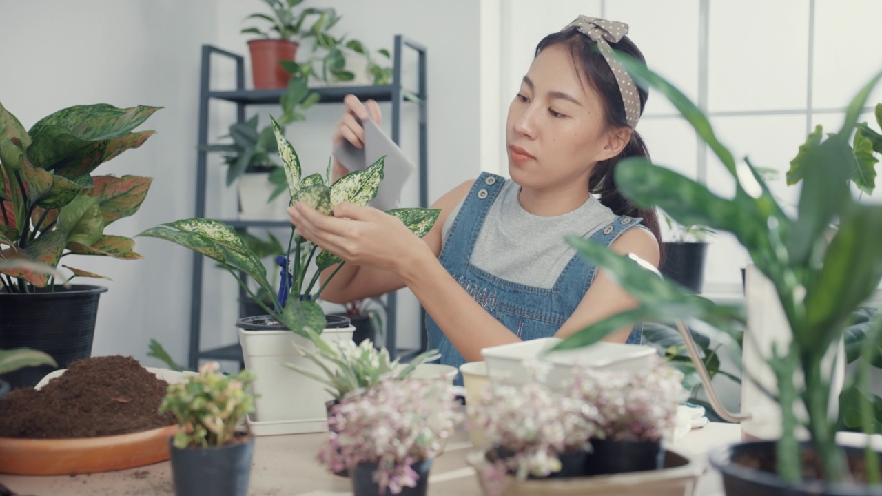 详情图-年轻的亚洲妇女在家里照顾水盆栽早上。