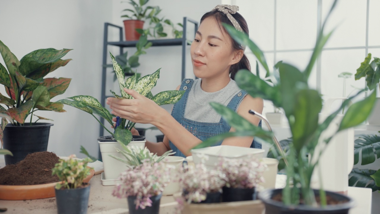 详情图-年轻的亚洲妇女在家里照顾水盆栽早上。
