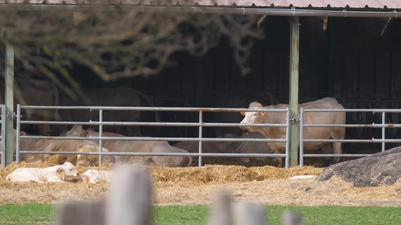 夏天，白肉牛在农家摊位上吃东西。在农田草地上喂牛