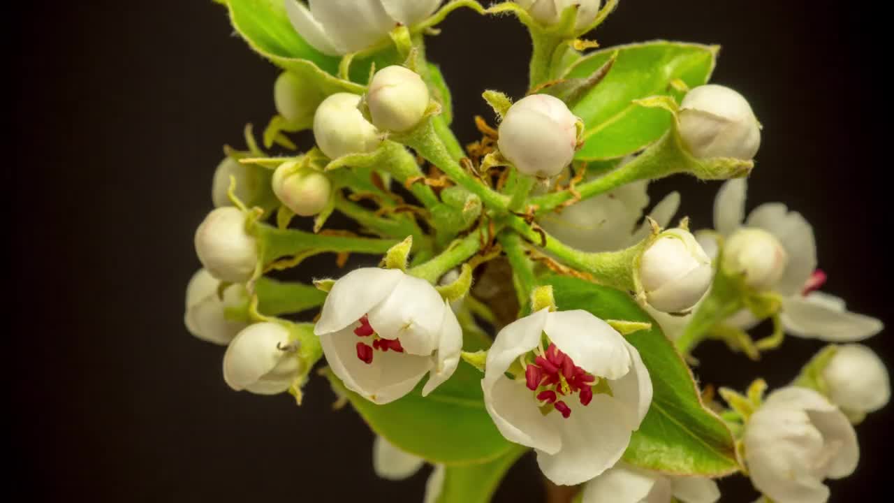 4k水平延時(shí)的一朵梨花在黑色的背景上綻放和生長。梨花盛開。