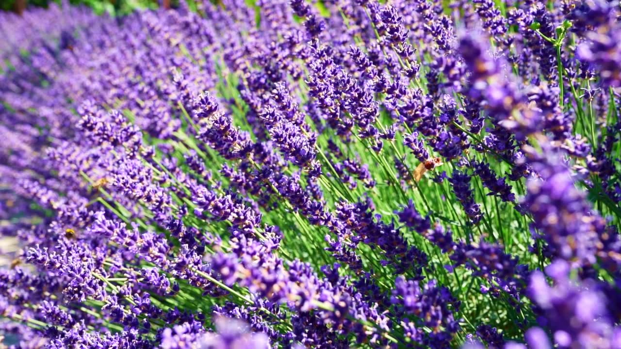 詳情圖-芬芳的薰衣草花叢