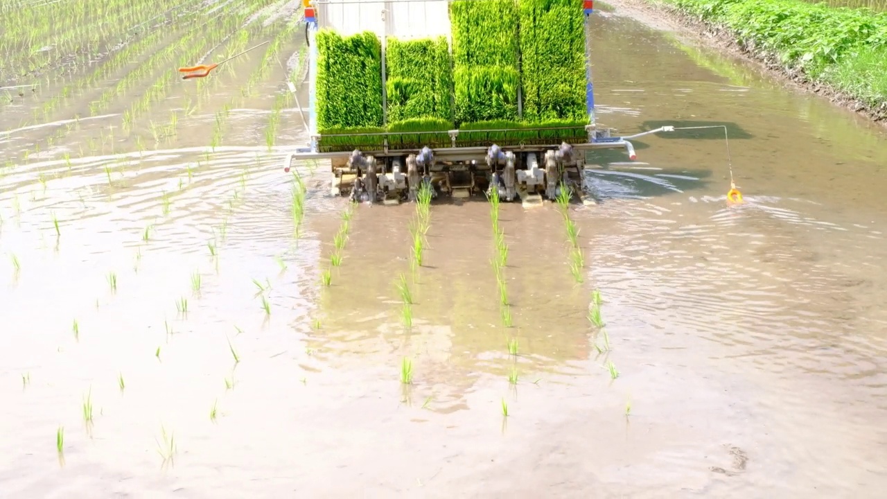 详情图-水稻种植状况
