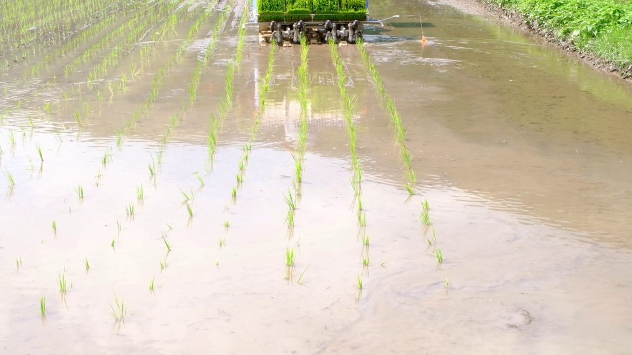 详情图-水稻种植状况