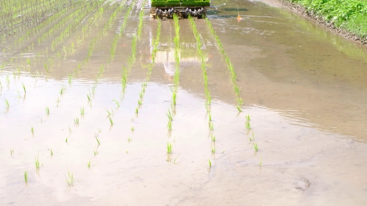 详情图-水稻种植状况
