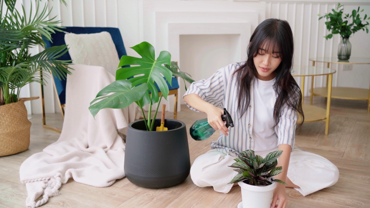 年轻的亚洲长黑发妇女穿着休闲的布喷洒水在一个小的房子植物在锅小心。Monstera和室内植物爱好者在家。植物护理的理念。4k实时视频