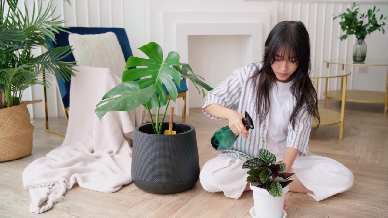 詳情圖-年輕的亞洲長黑發(fā)婦女穿著休閑的布噴灑水在一個小的房子植物在鍋小心。Monstera和室內(nèi)植物愛好者在家。植物護(hù)理的理念。4k實(shí)時視頻