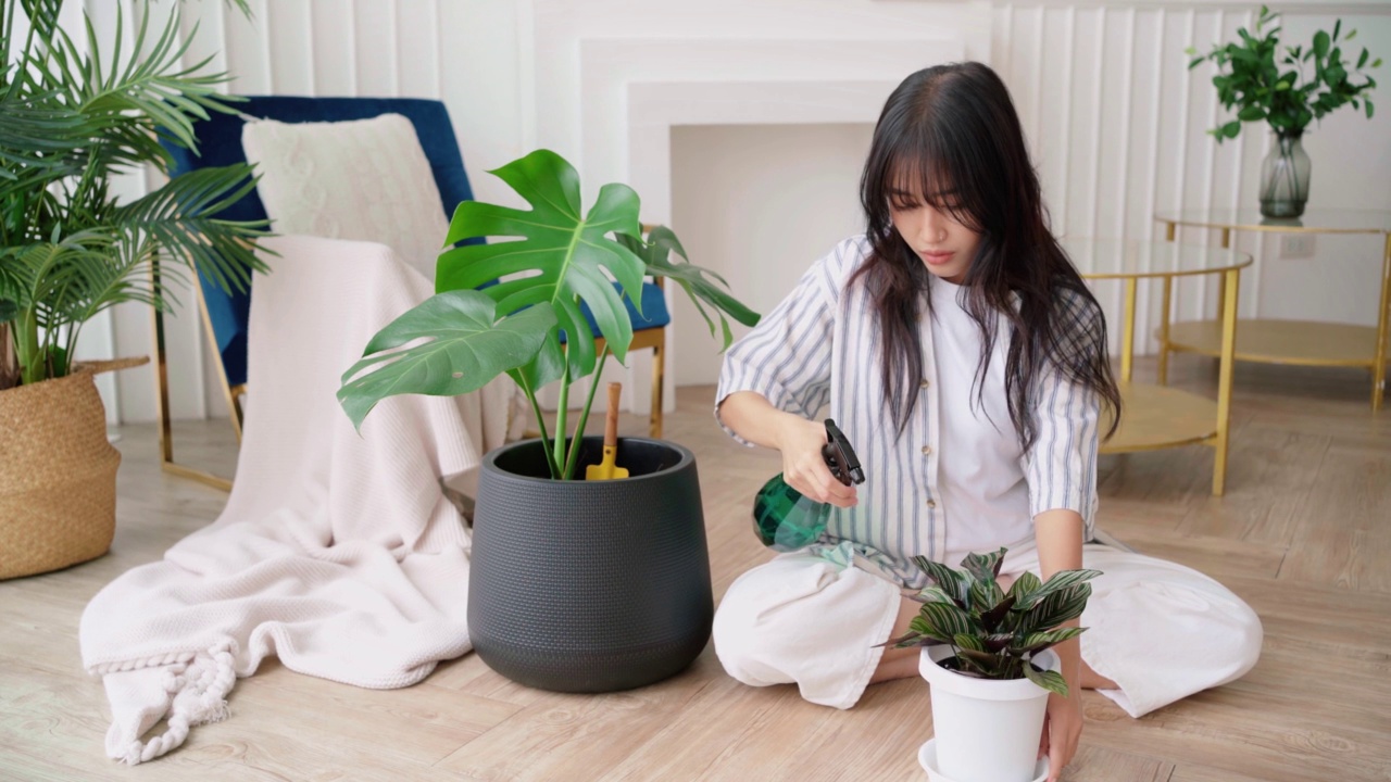 詳情圖-年輕的亞洲長黑發(fā)婦女穿著休閑的布噴灑水在一個小的房子植物在鍋小心。Monstera和室內(nèi)植物愛好者在家。植物護(hù)理的理念。4k實(shí)時視頻