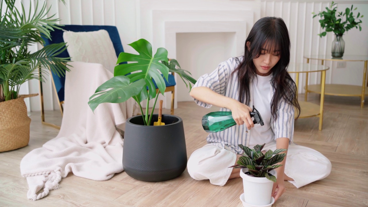 詳情圖-年輕的亞洲長黑發(fā)婦女穿著休閑的布噴灑水在一個小的房子植物在鍋小心。Monstera和室內(nèi)植物愛好者在家。植物護(hù)理的理念。4k實(shí)時視頻