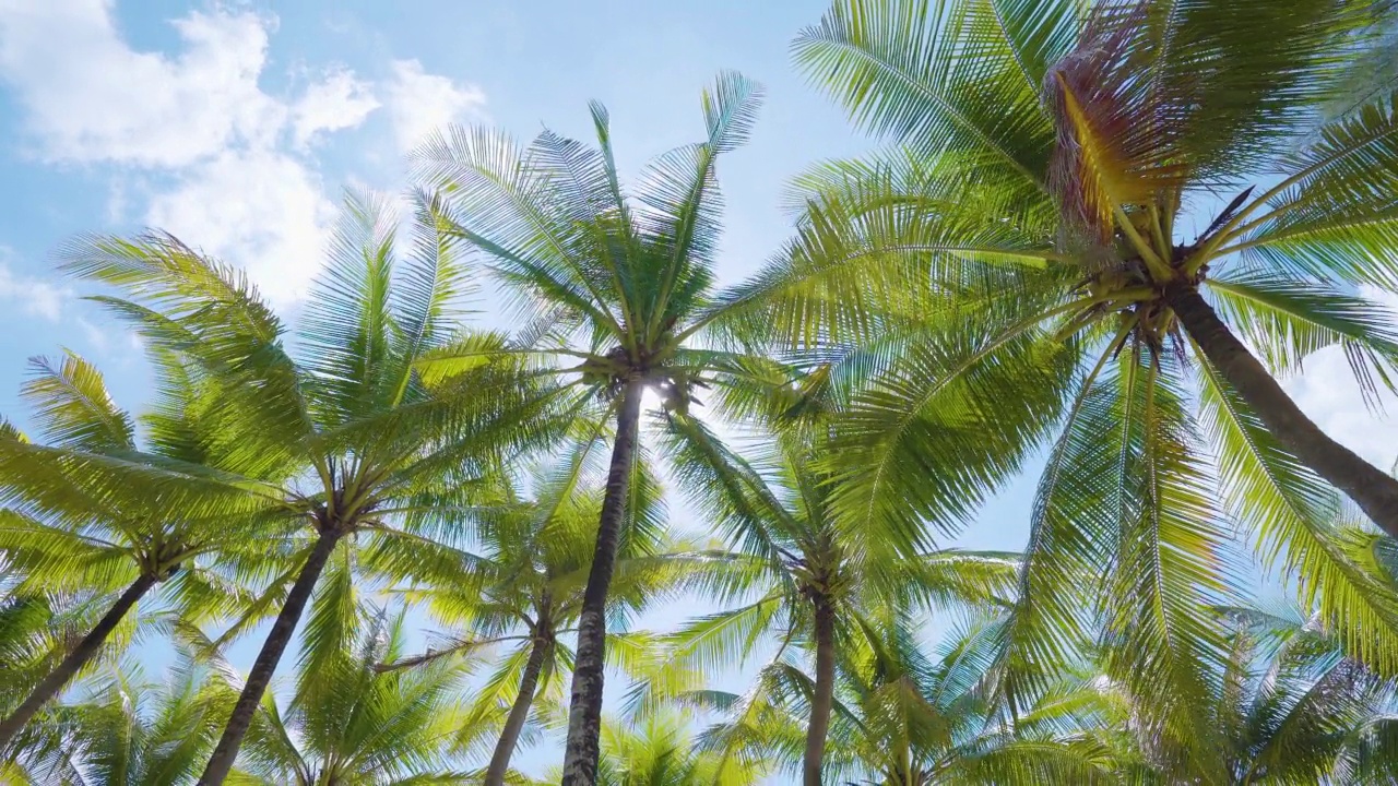 熱帶海景椰子樹景觀熱帶海濱背景。副本的空間。
