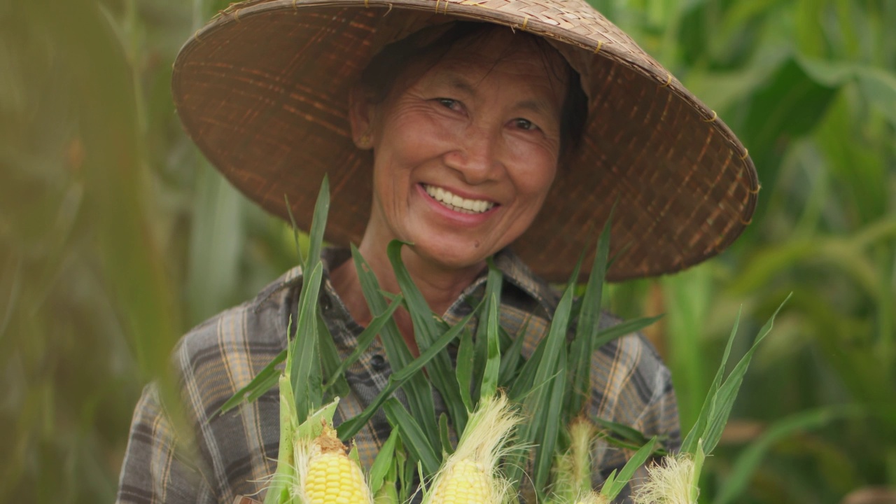 老年妇女农民在农业季节收割玉米，增加收入。