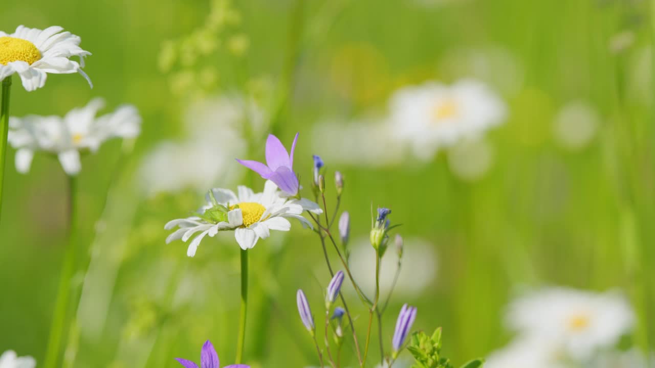 雛菊在風(fēng)中搖曳。農(nóng)村景觀。美麗的夏日艷陽天。關(guān)閉了。