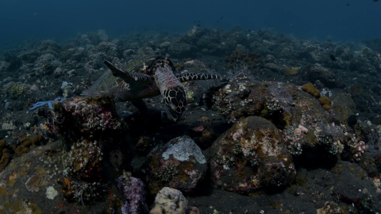 海洋生物