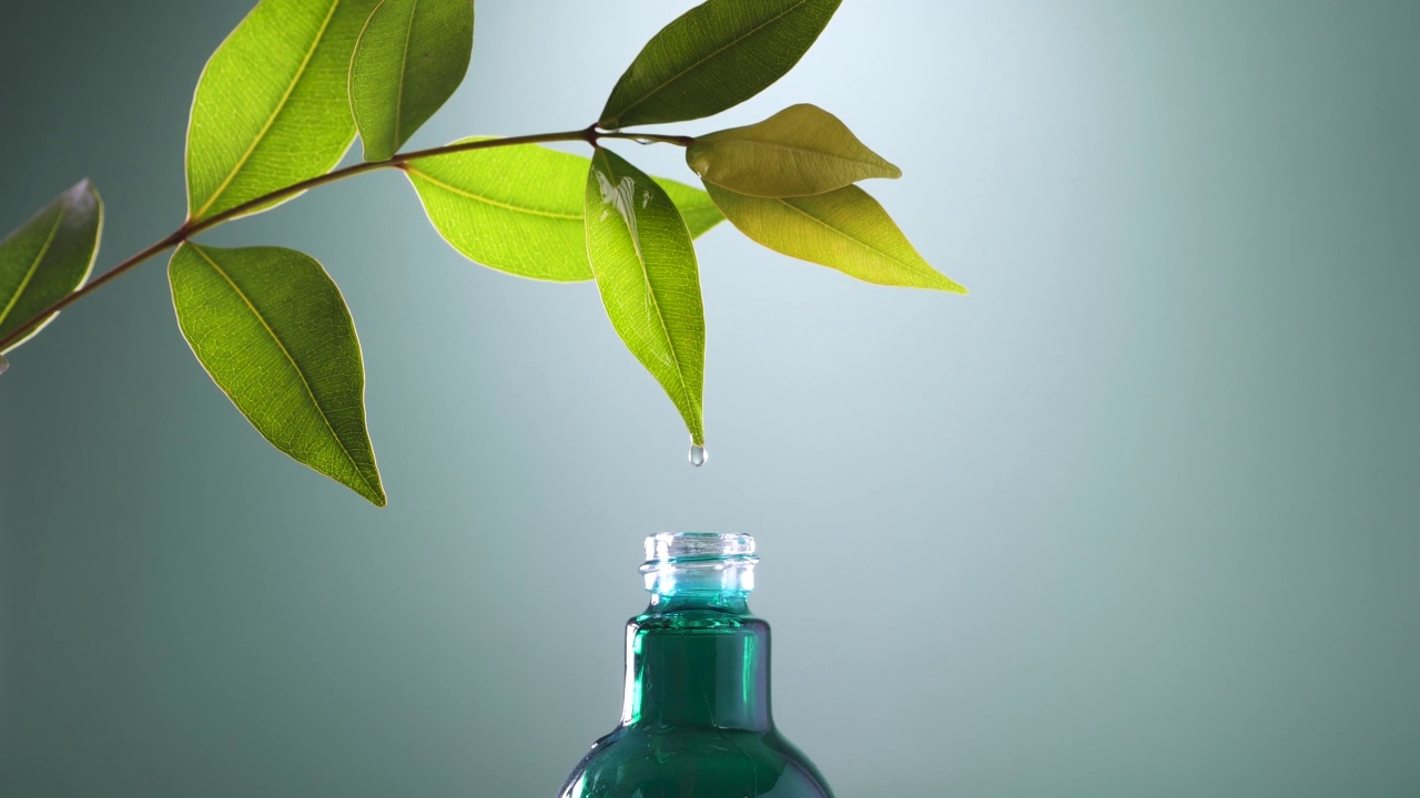特写水滴从新鲜绿叶滴入瓶中，有机生物萃取为化妆品、香薰和精油的概念