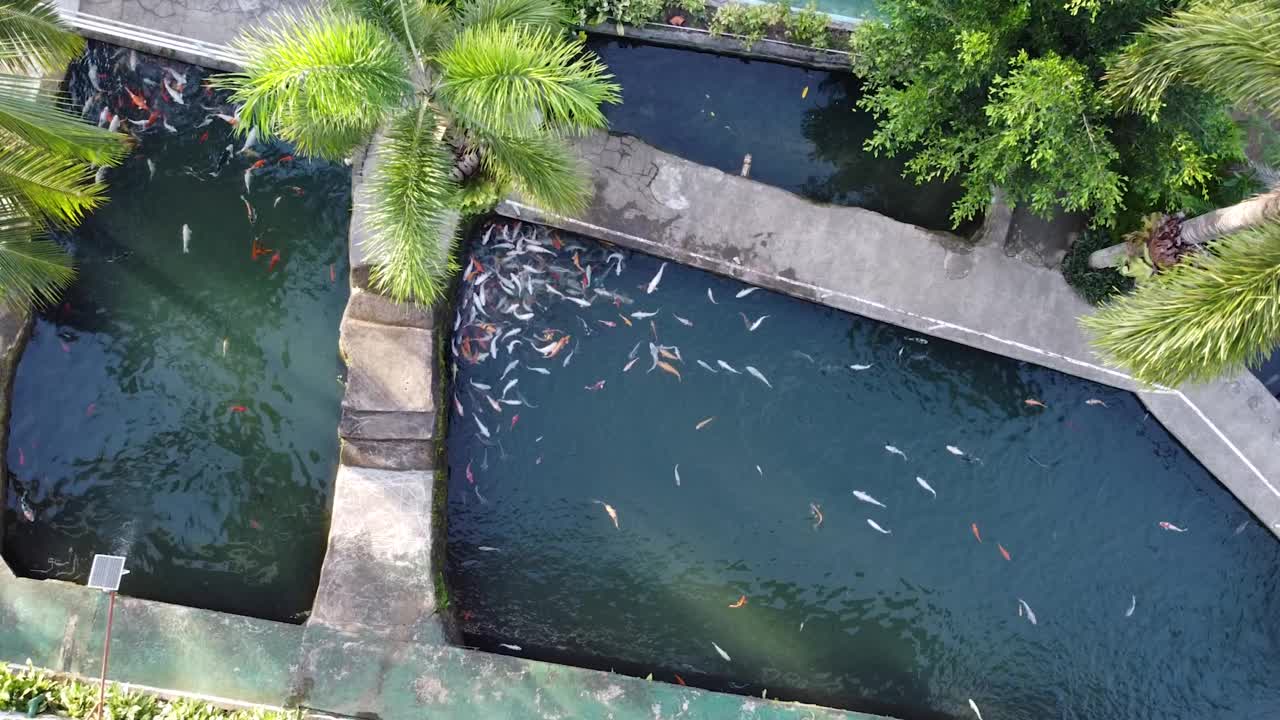 从以上观点。走近一个人工水库，不同的小鱼群，它们是水库的一个真正的装饰。水库周围种植了绿色植物。