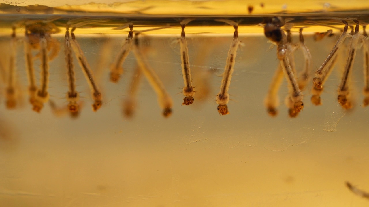 在水中接近幼虫。蚊子是媒介传播疾病登革热，登革出血热。