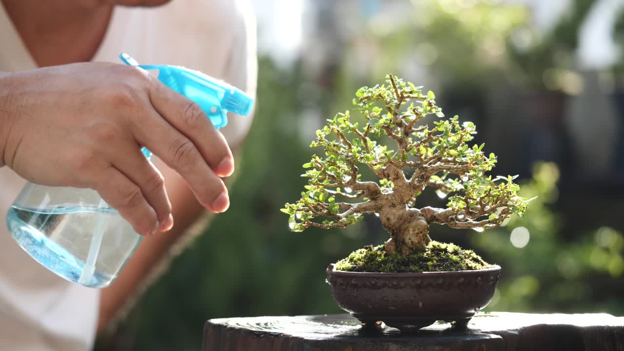 男子浇灌盆景树喷洒水盆景植物在早晨阳光自然家居花园背景，慢动作。盆景，园艺，树，植物，浇水，生长，绿色的概念