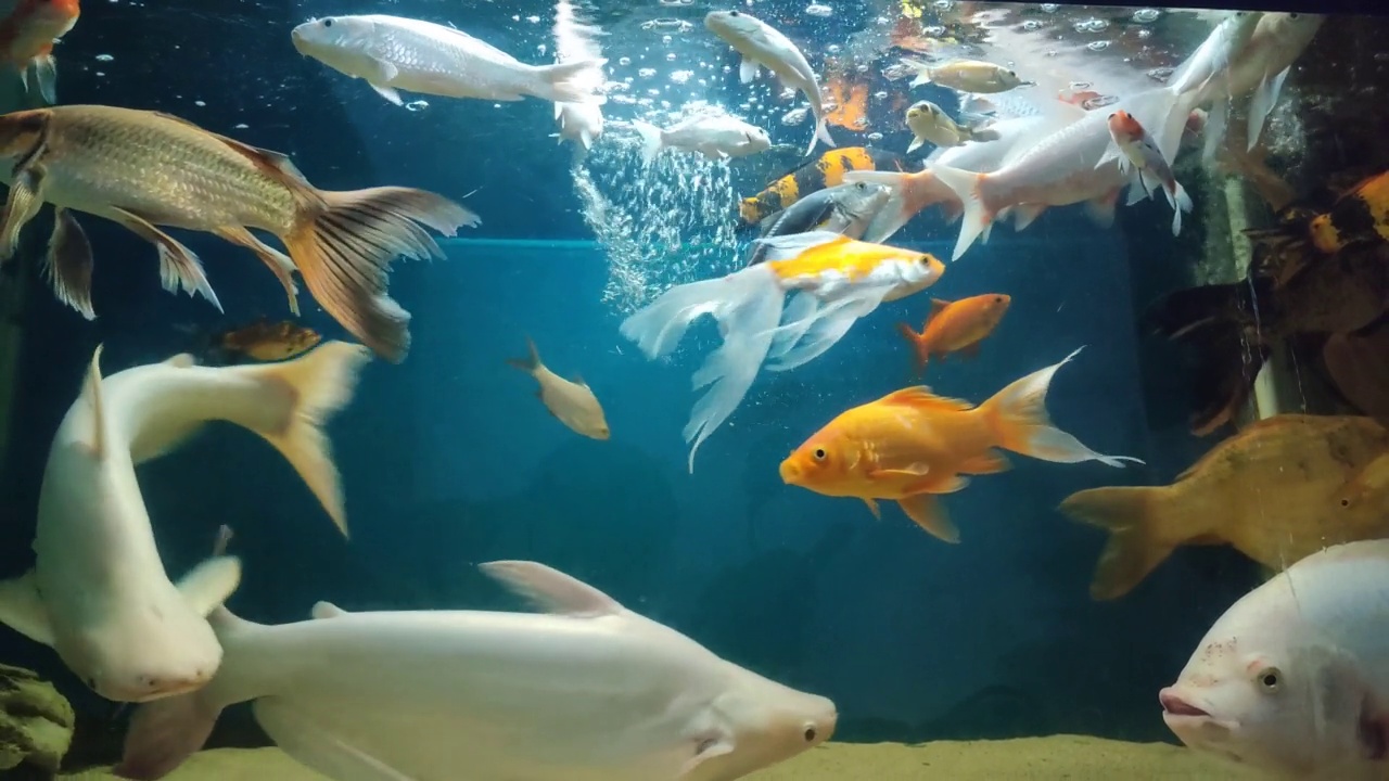 大型水族箱中各种美丽的观赏鱼