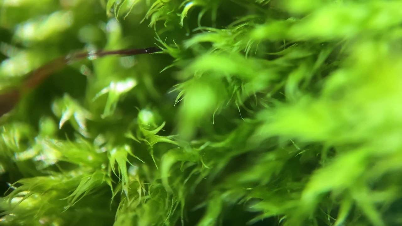 小昆虫爬行在苔藓宏观。显微镜下的自然。