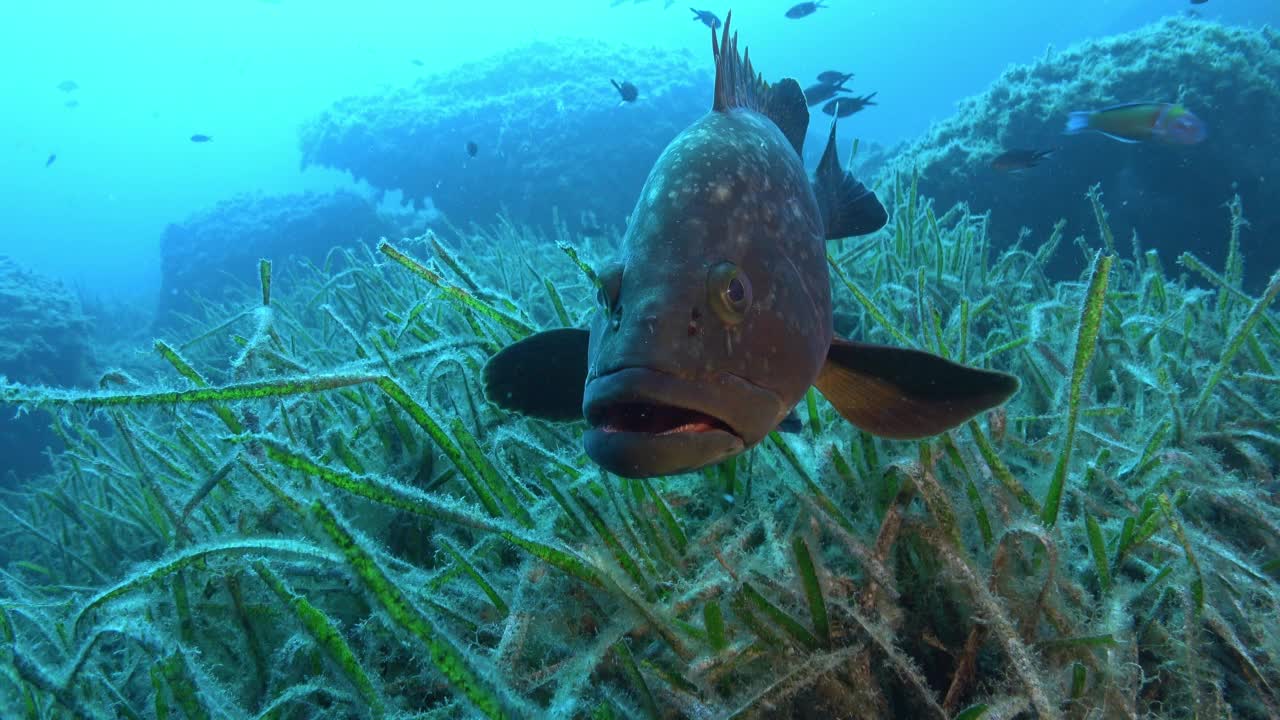 海洋生物-相机附近的小石斑鱼