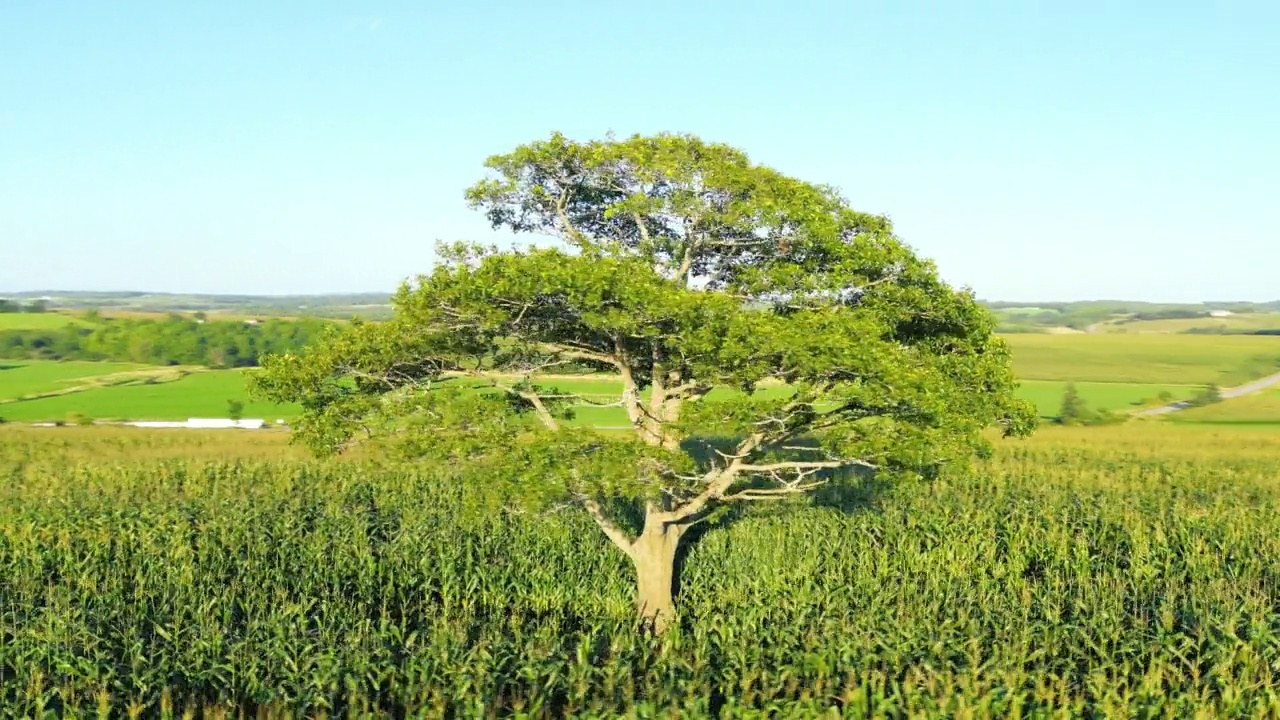 夏玉米田