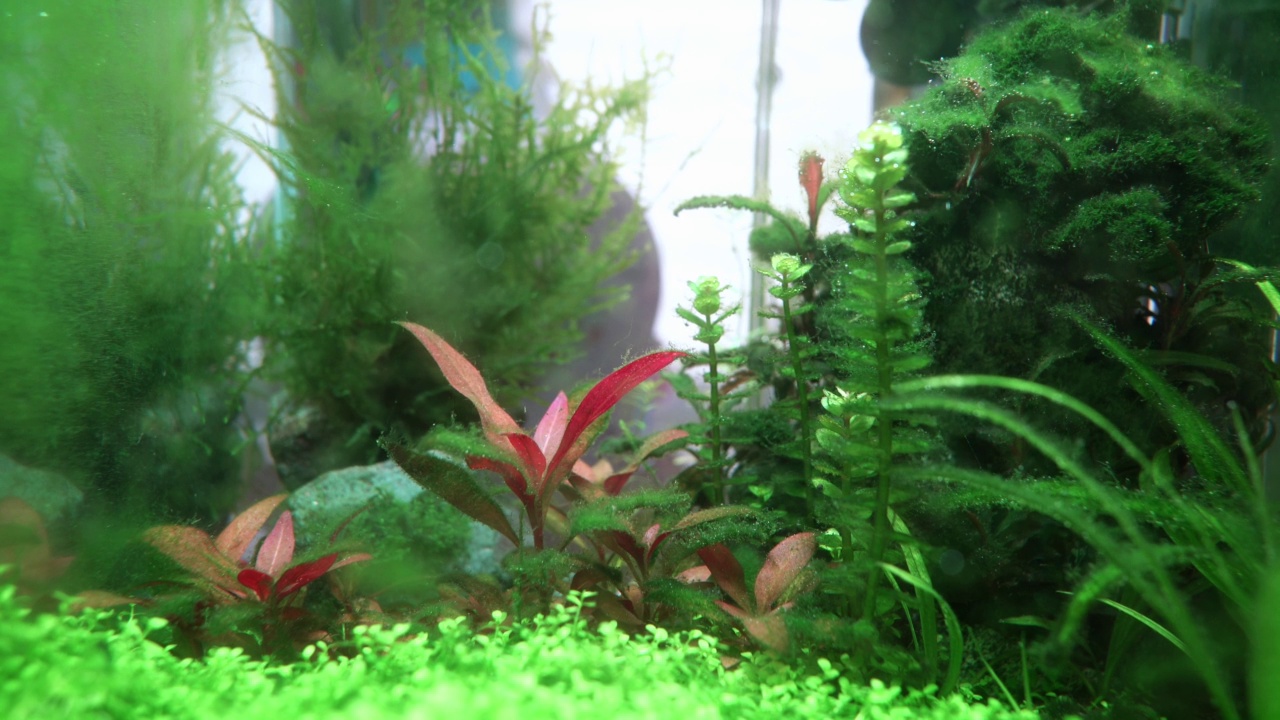 在一个肮脏的家庭水族馆里的藻类，被不同类型的藻类覆盖的Alternanthera reineckii mini