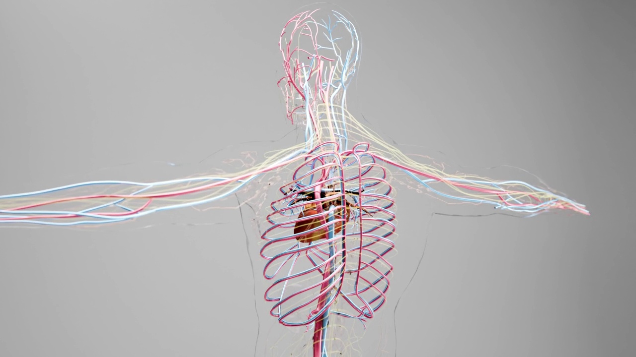 人体动脉和静脉循环系统，心脏和动脉血管的医学精确动画，3d渲染