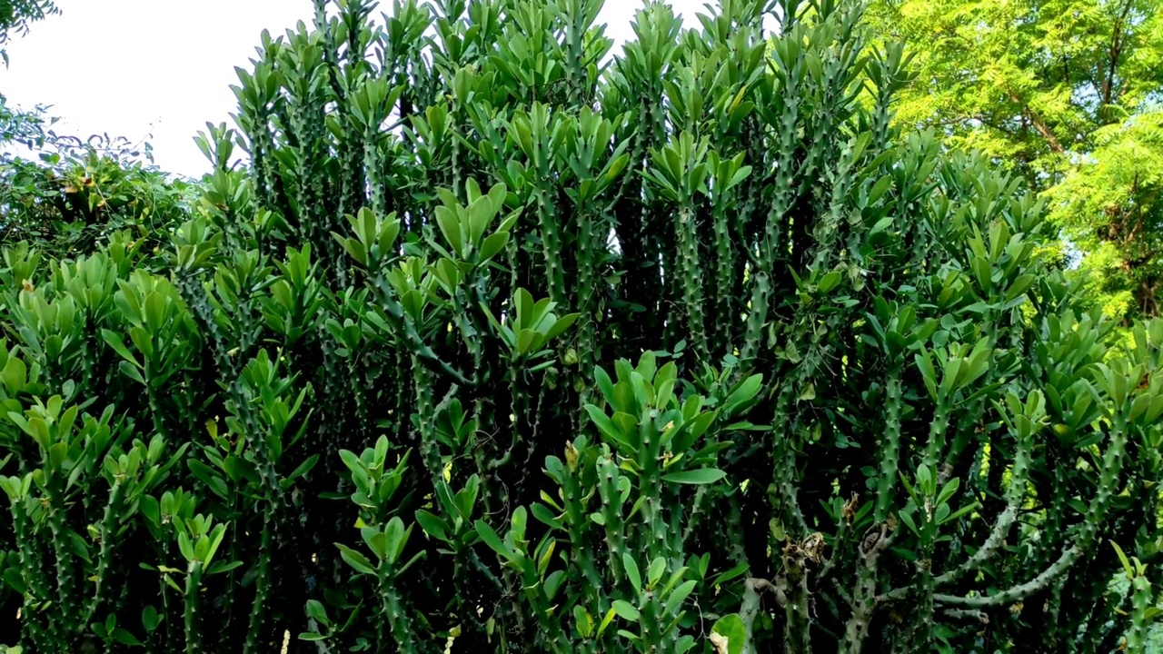 詳情圖-托爾大戟植物的特寫鏡頭