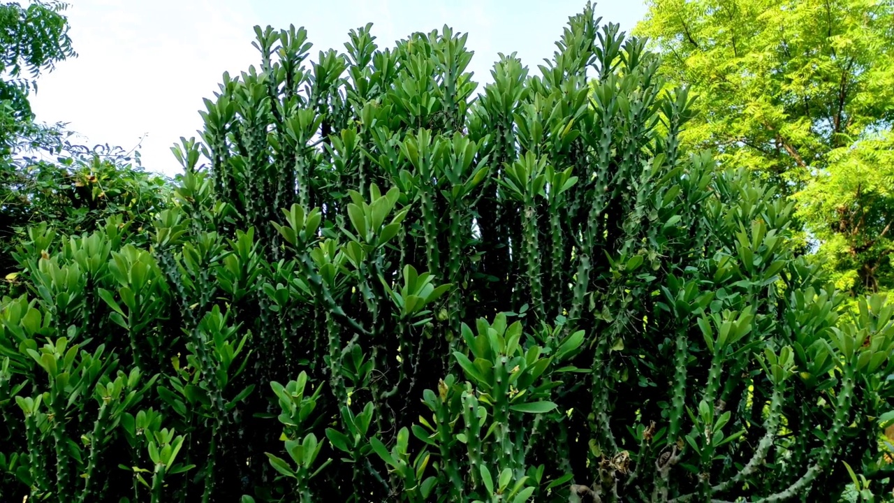 詳情圖-托爾大戟植物的特寫鏡頭