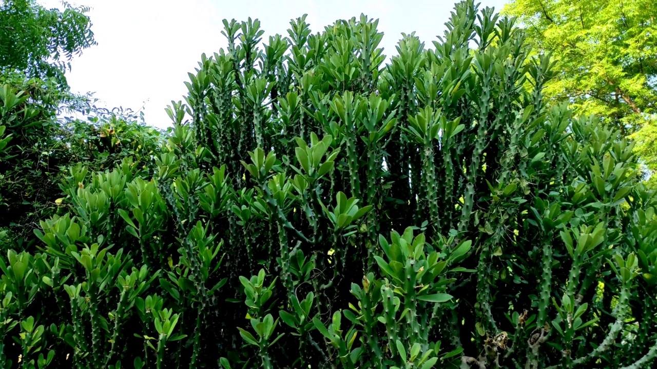 詳情圖-托爾大戟植物的特寫鏡頭
