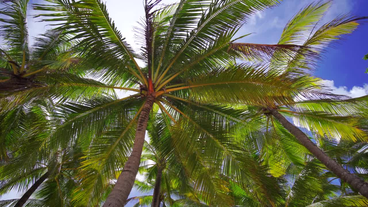 椰子树叶底观太阳绿叶全景蓝天夏天。椰子棕榈滩。