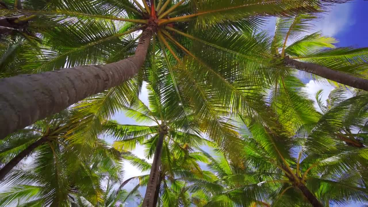 詳情圖-椰子樹(shù)葉底觀太陽(yáng)綠葉全景藍(lán)天夏天。椰子棕櫚灘。