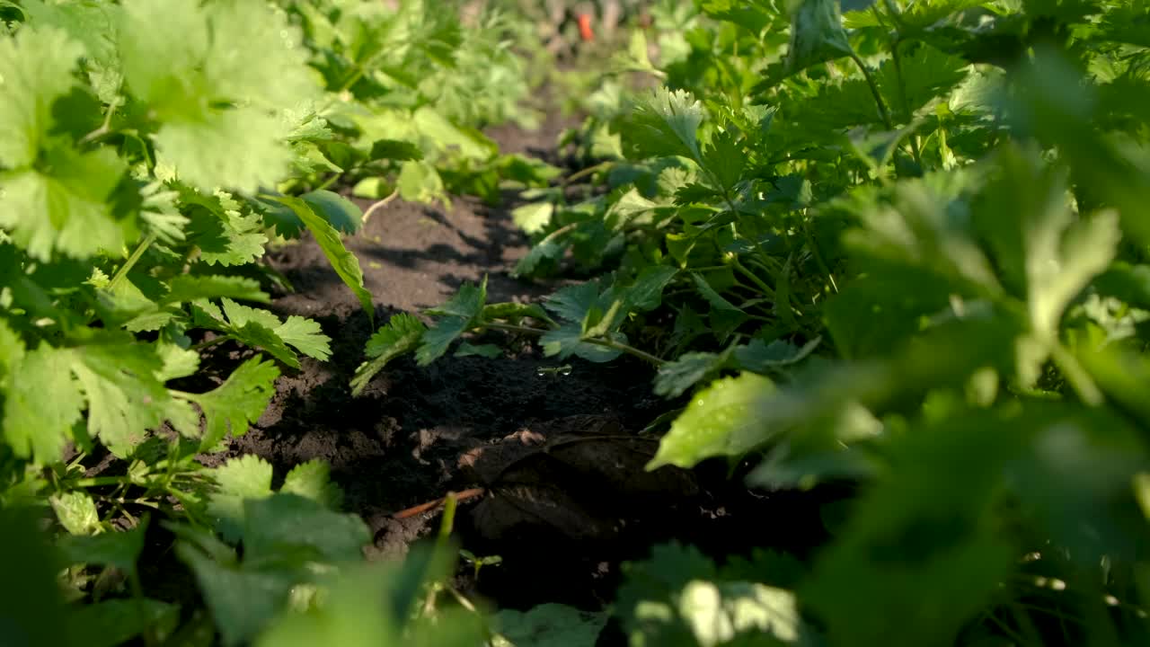 菜园里种着香菜。有选择性的重点。食物。