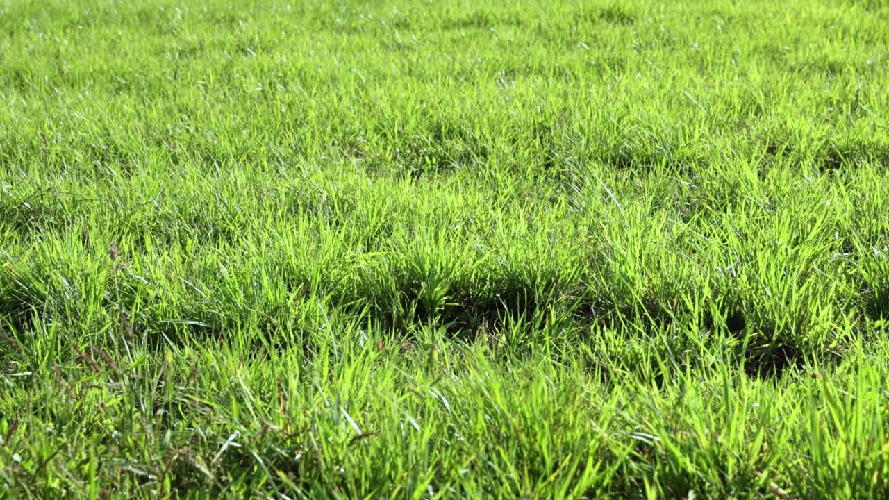 长着绿草的农田