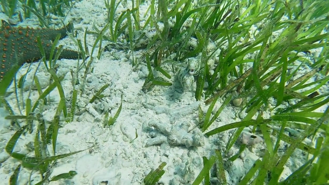 海底有海星和鳗鱼