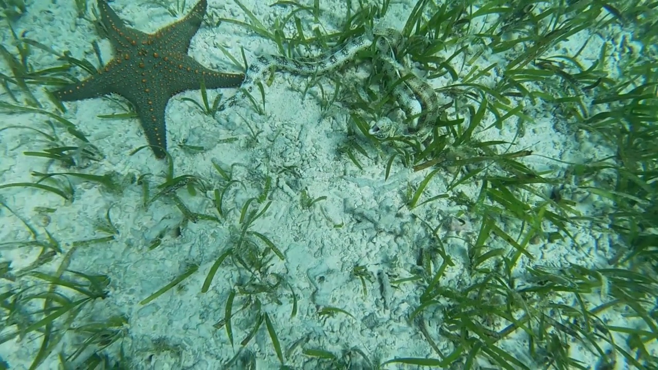 两条鳗鱼和一条海星